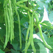 HBE07 Kaifa vert OP graines de haricots dans les graines de légumes à vendre